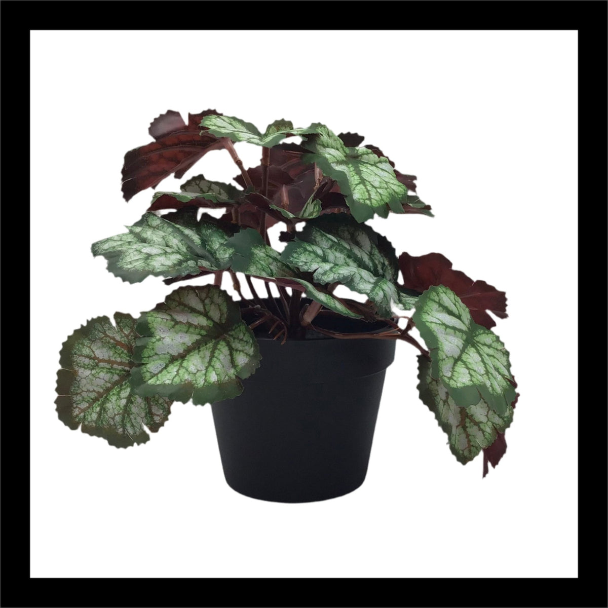 A 7-inch potted Alumroot plant with variegated green and silver leaves, set in a simple black pot. Perfect for adding a touch of greenery to any indoor or outdoor space.