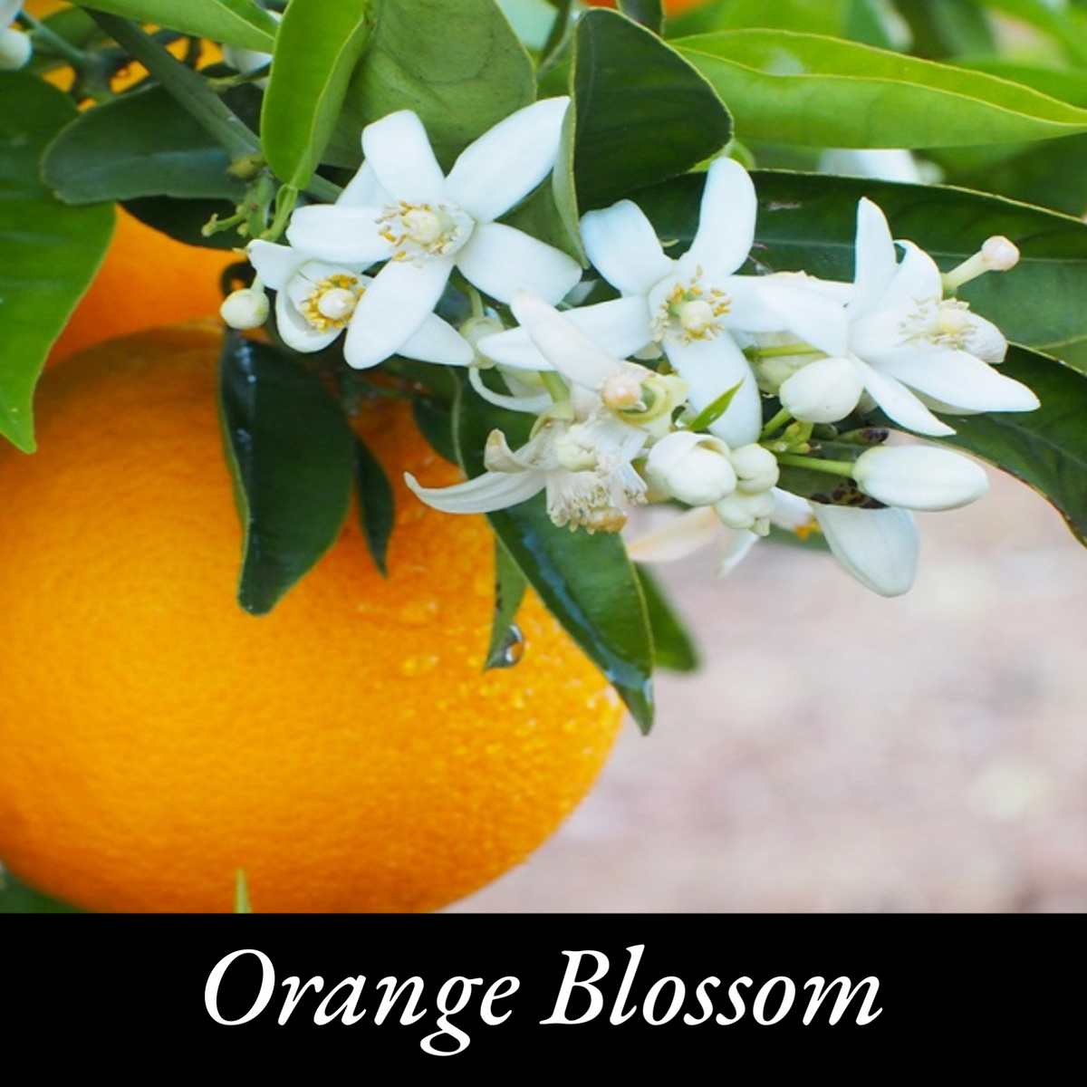 Orange Blossom Scented Candle