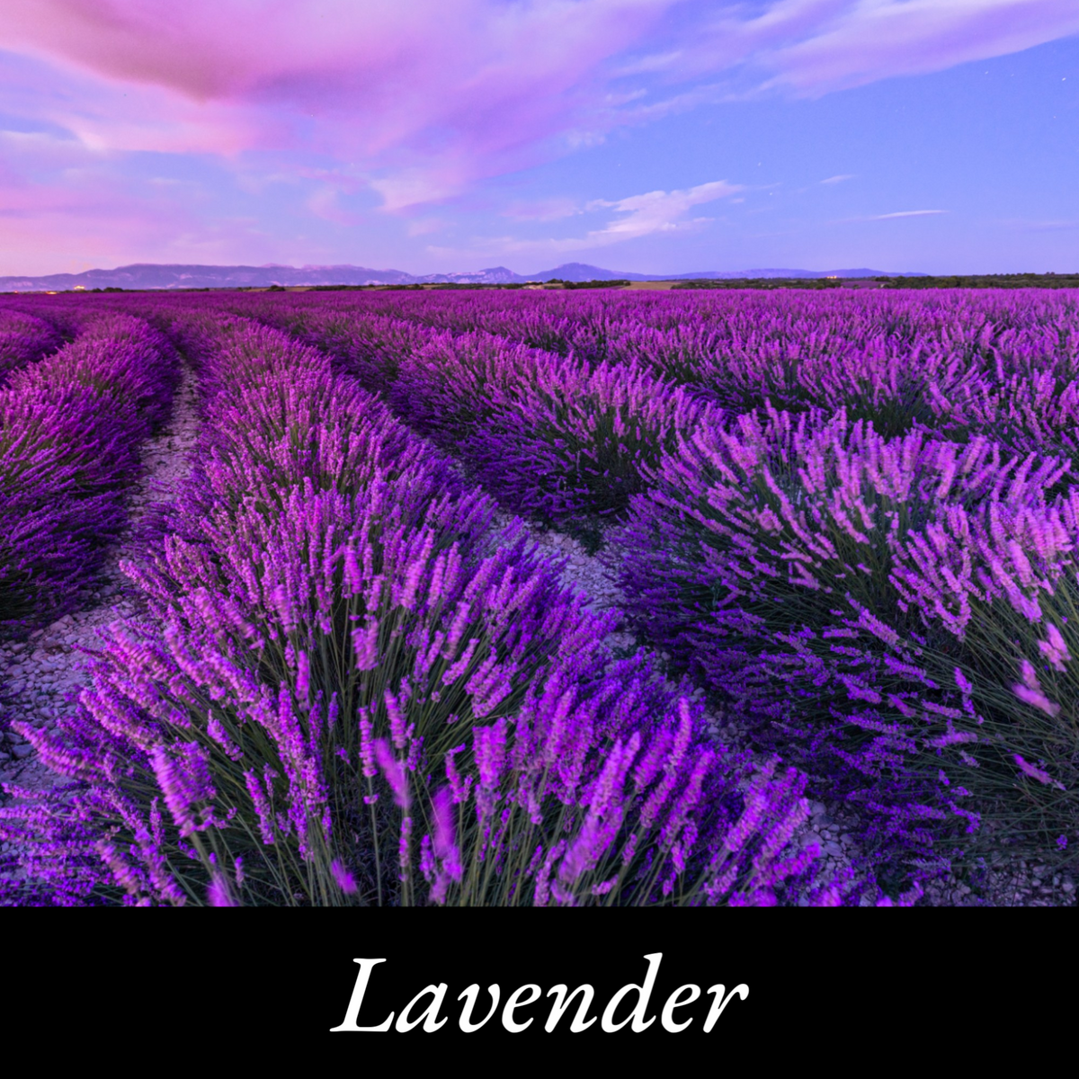 Lavender Scented Candle