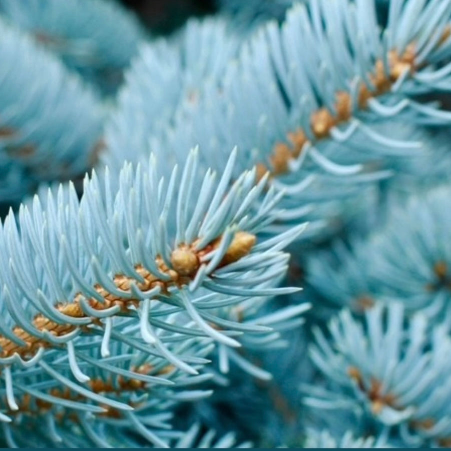 BLUE SPRUCE