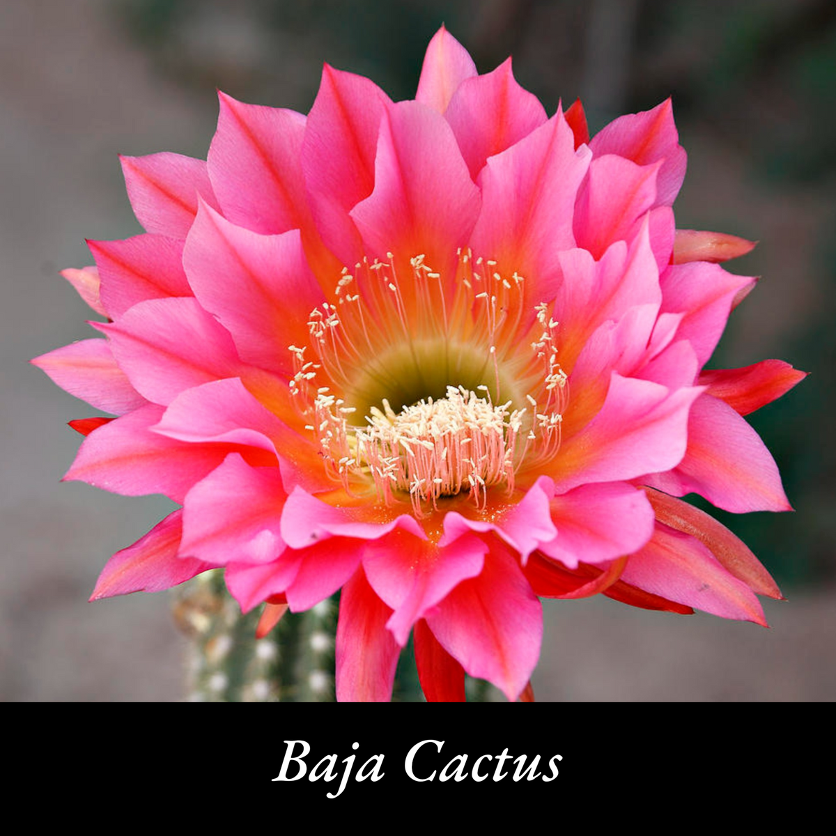 BAJA CACTUS