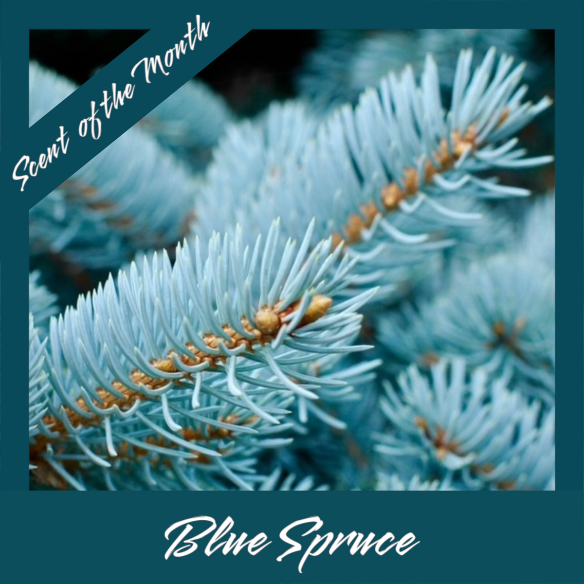 Blue Spruce Candle – Fresh, Festive, and Invigorating