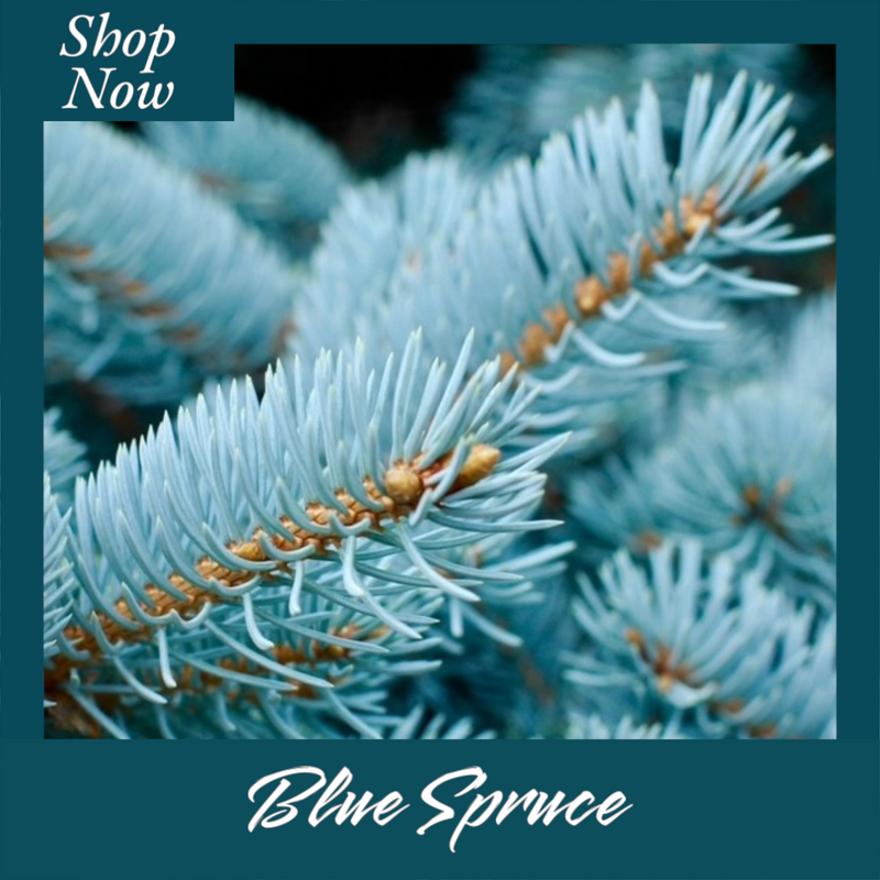 Blue Spruce Candle – Fresh, Festive, and Invigorating