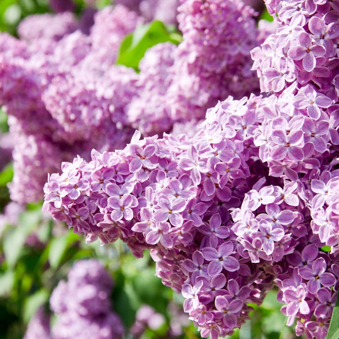 LILAC CANDLE