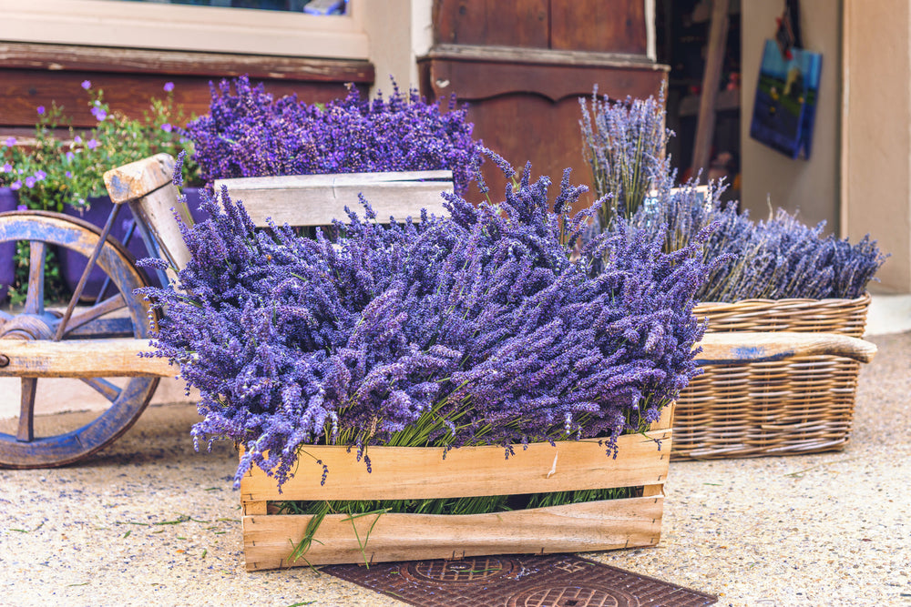 LAVENDER  April Scent-Of-the-Month